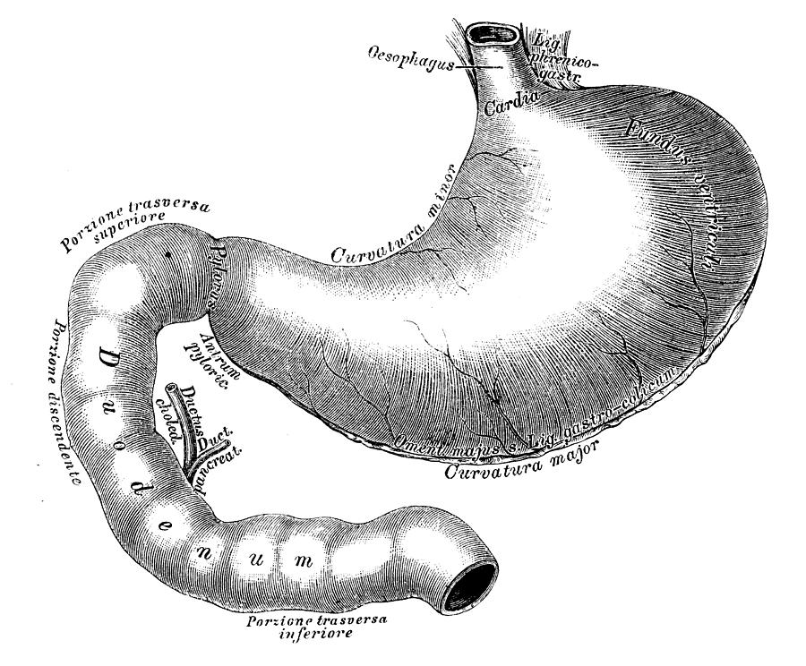 Human anatomy scientific illustrations: Stomach and duodenum intestine Drawing by Ilbusca