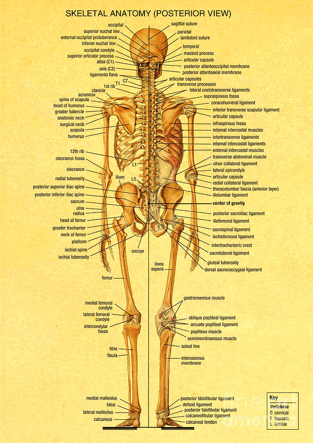 Human Anatomy Vintage Poster Painting by Kartick Dutta - Fine Art America