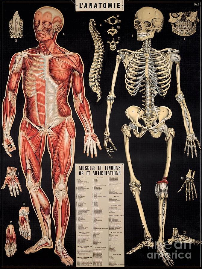 Human Anatomy Vintage Scientific Illustration Painting By Chapman ...