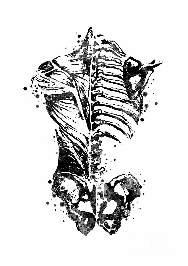 Human Back Muscles and Bones Black and White Digital Art by White Lotus