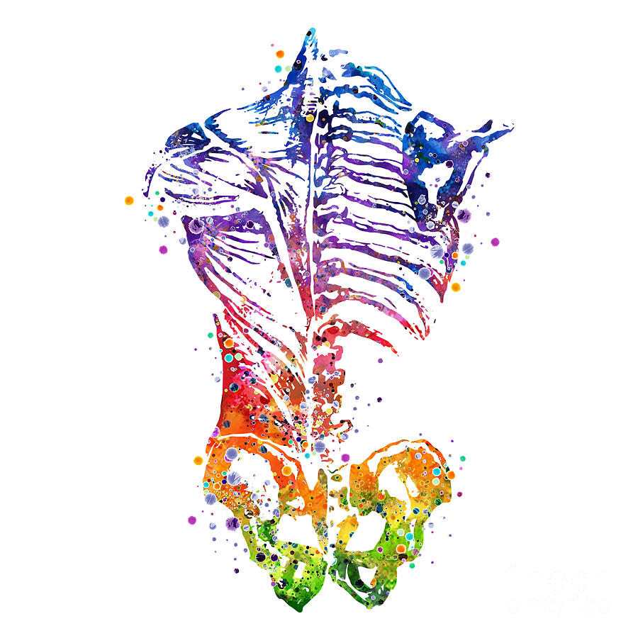 Bones Digital Art - Human Back Muscles and Bones Watercolor by White Lotus