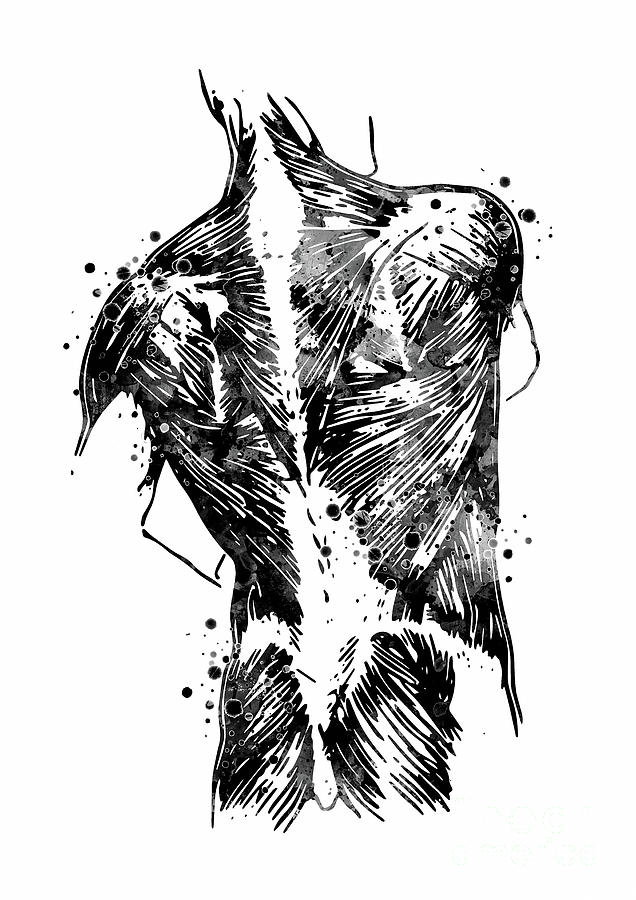 Human Back Muscles Black and White Digital Art by White Lotus