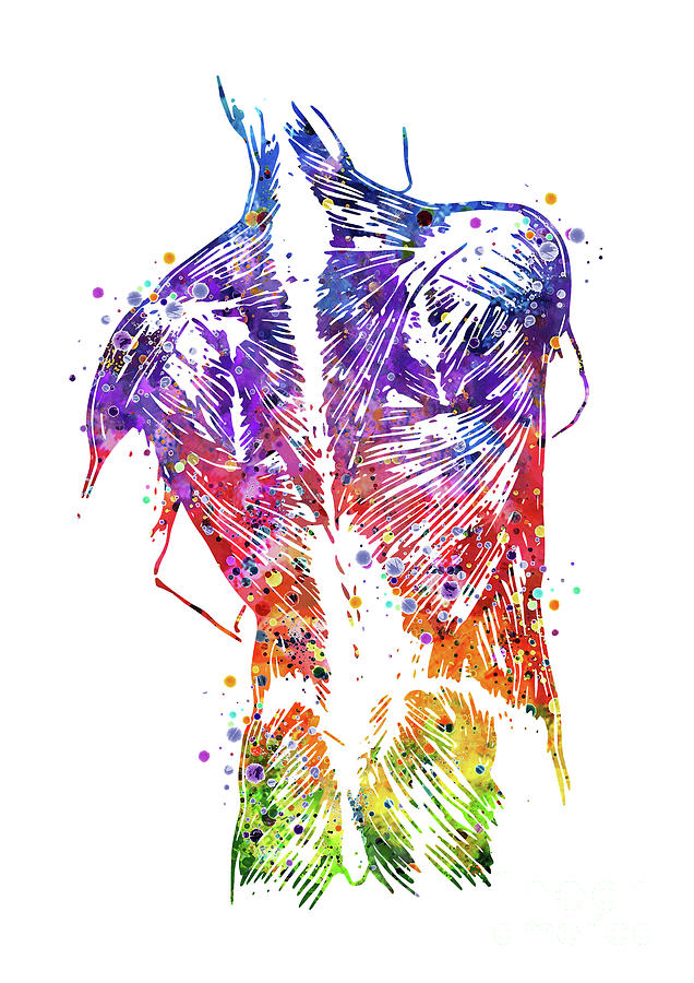 Human Back Muscles Colorful Watercolor Digital Art by White Lotus