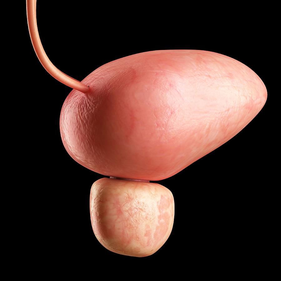 Human bladder, illustration Drawing by Sciepro/science Photo Library