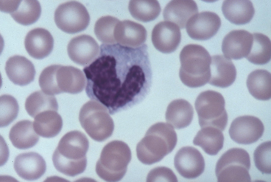 Human Blood Smear, Red Blood Cells & Monocyte 1000x H Photograph by Ed Reschke