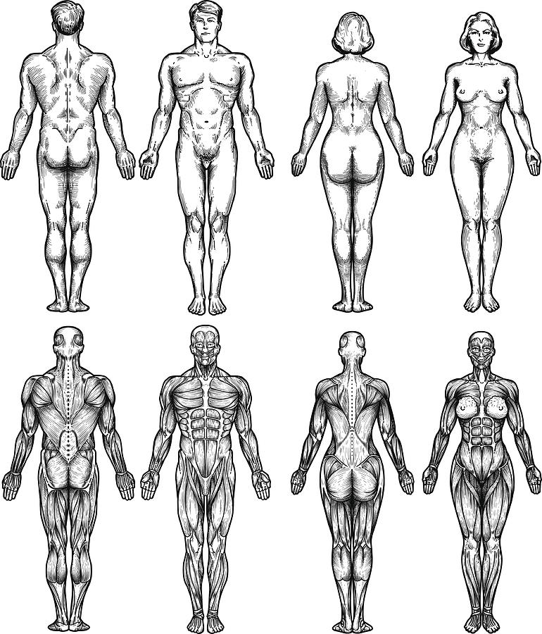 Human Body Anatomy Drawing by Man_Half-tube