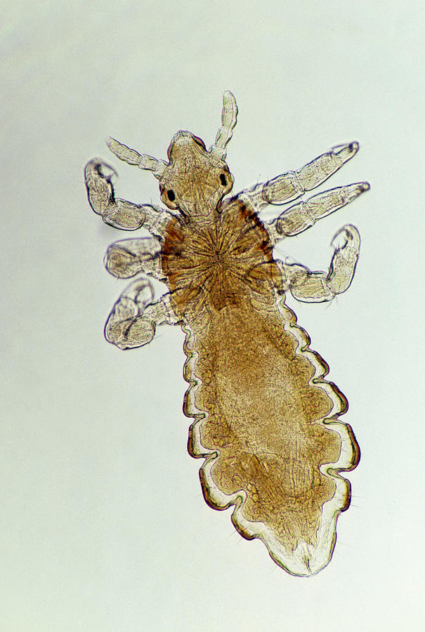 Human Body Louse (Pediculus humanus corporis) 10X at 35mm. Vector of Epidemic Typhus, lives on clothing instead of hair. Blood sucking louse, insect without wings. Photograph by Ed Reschke