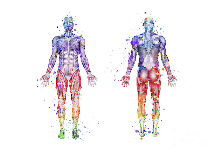 Human Body Muscles Watercolor Anatomy Digital Art by White Lotus
