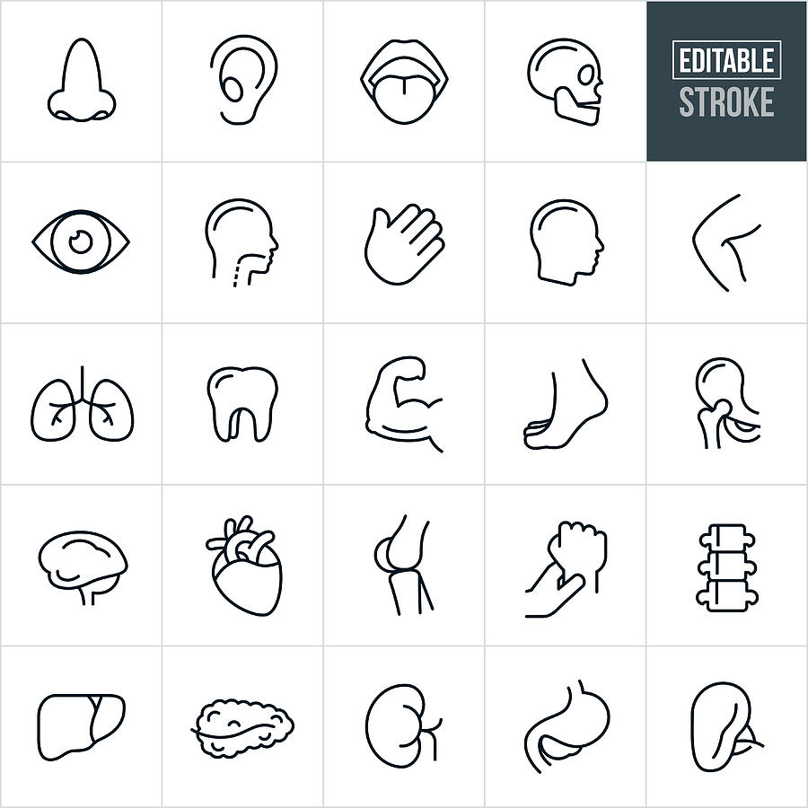 Human Body Parts Thin Line Icons - Editable Stroke Drawing by Appleuzr