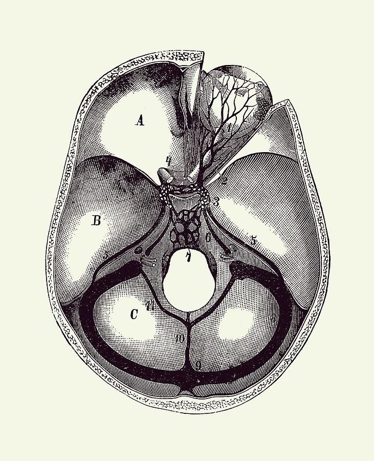 Human Brain Anatomy - Aerial View  - Vintage Anatomy 2 Drawing by Vintage Anatomy Prints