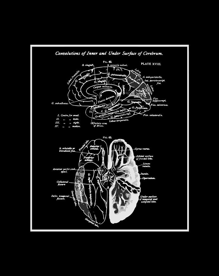 Human Brain Anatomy Cerebrum Diagram Neurosurgeon Graphic Drawing by