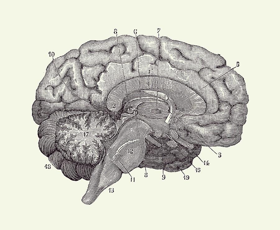 Human Brain Anatomy Diagram 2 Drawing By Vintage Anatomy Prints