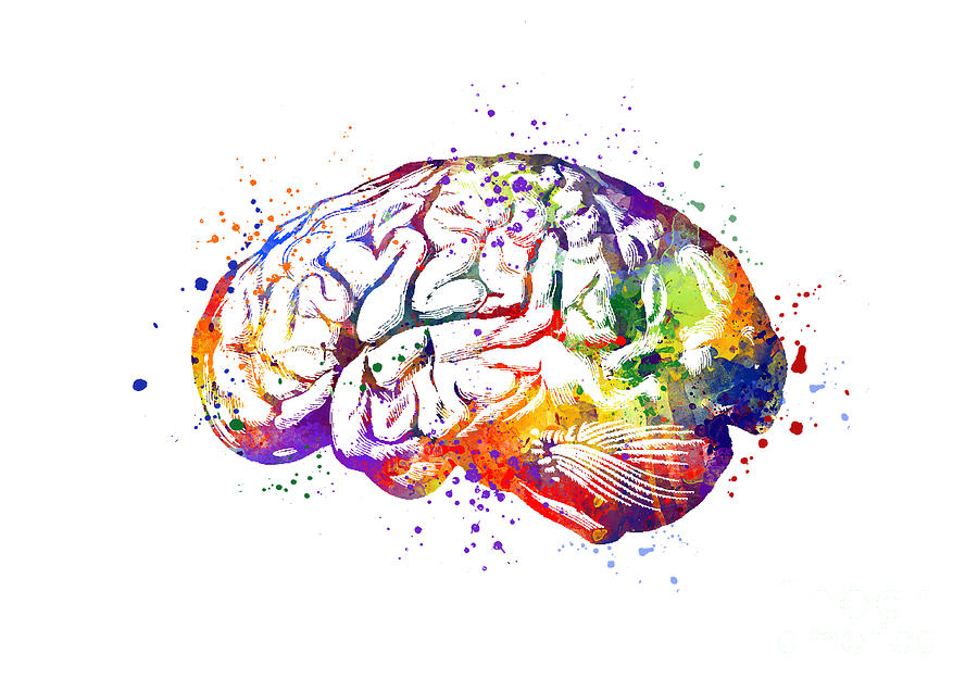 Brain Digital Art - Human Brain Art Anatomy Gift Medical Student Gift  by White Lotus