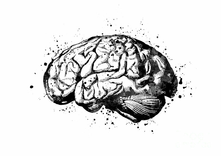Human Brain Black and White Anatomy Gift Digital Art by White Lotus