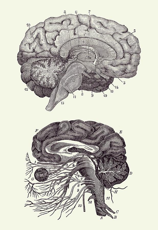 Human Brain - Central Nervous System - Vintage Anatomy Print 2 Drawing by Vintage Anatomy Prints