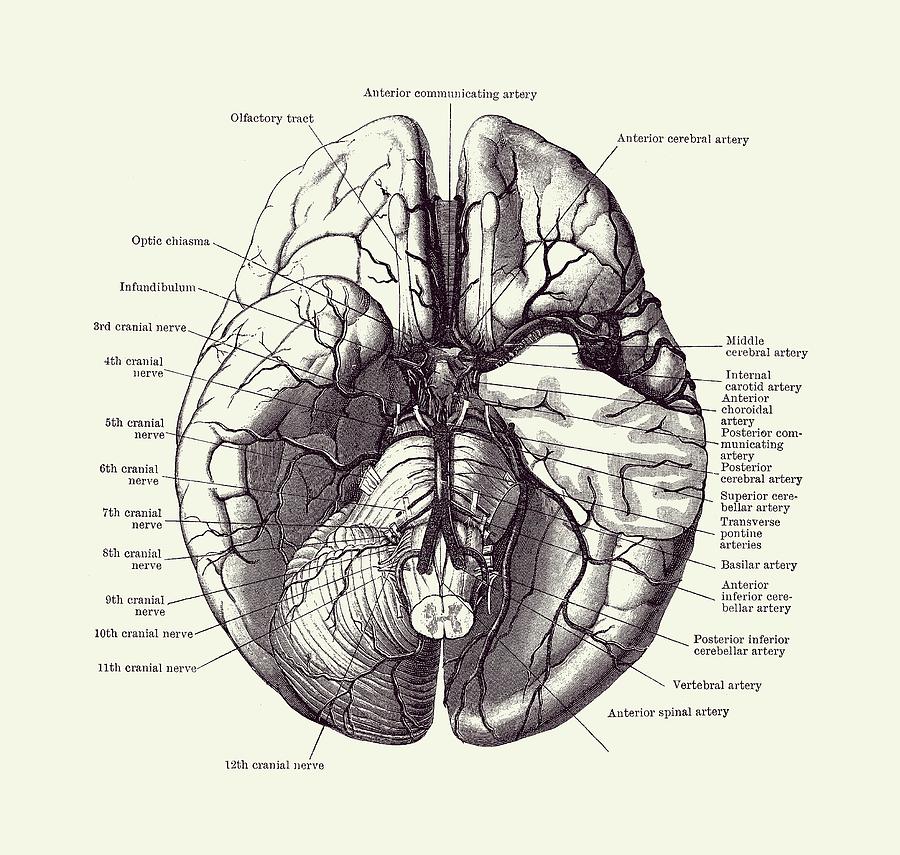 Human Brain Diagram - Anatomy Poster 2 Drawing by Vintage Anatomy Prints
