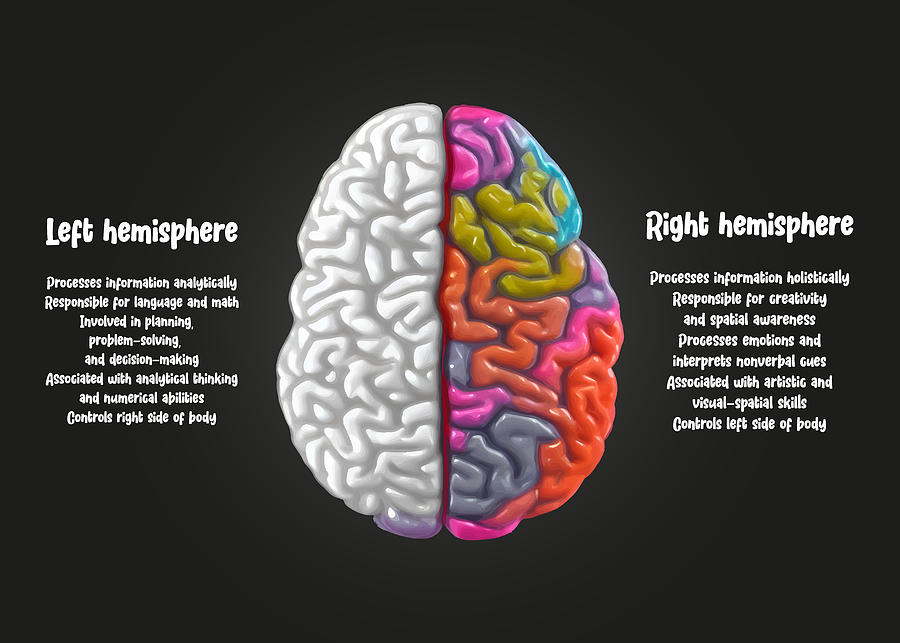 Human Brain Facts Digital Art by Jodoto Design - Fine Art America