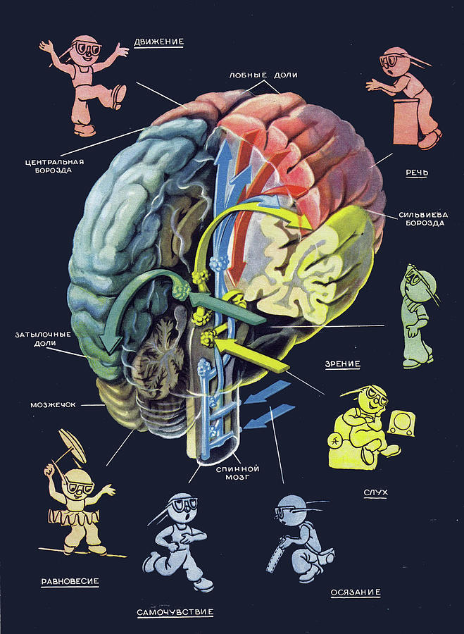 Human Brain Digital Art by Long Shot