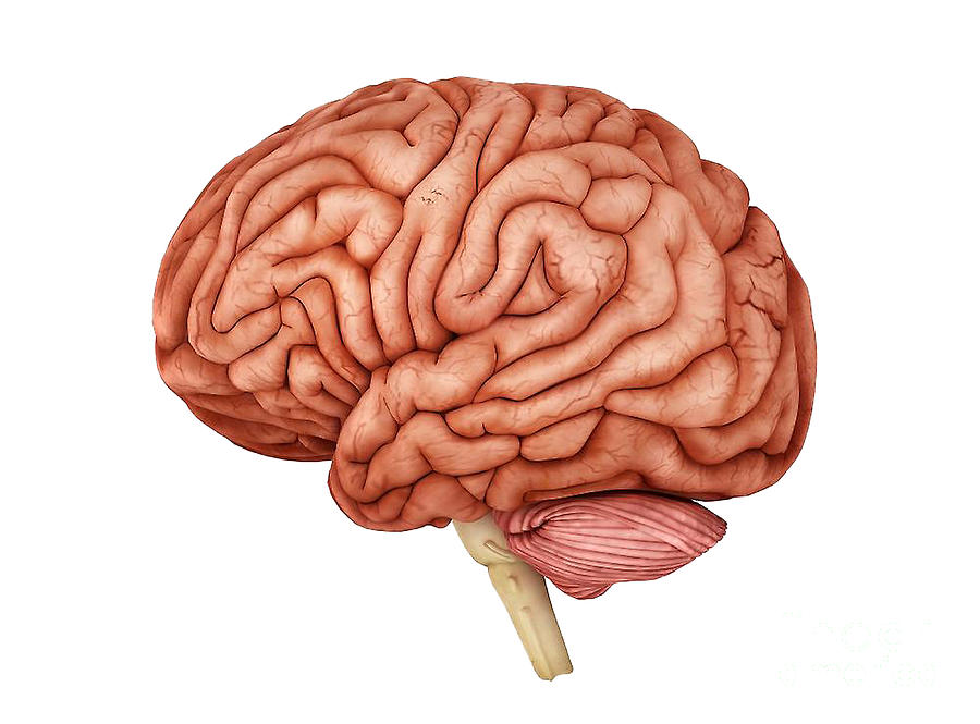 Intestine Painting - Human brain side view 3d by Kartick Dutta