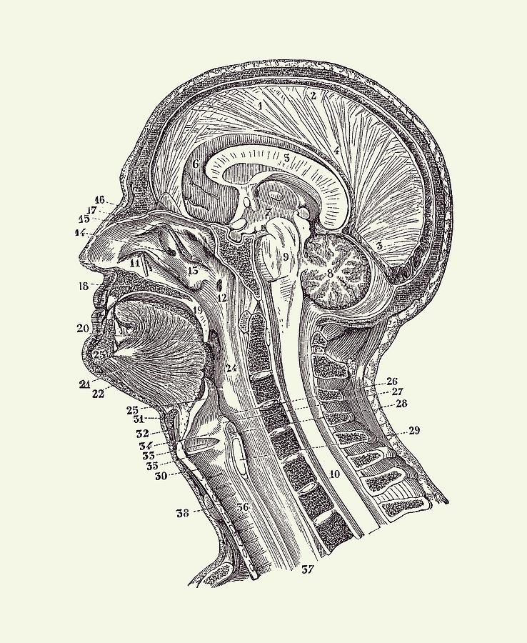 Human Brain Structures - Vintage Anatomy Print 2 Drawing by Vintage Anatomy Prints