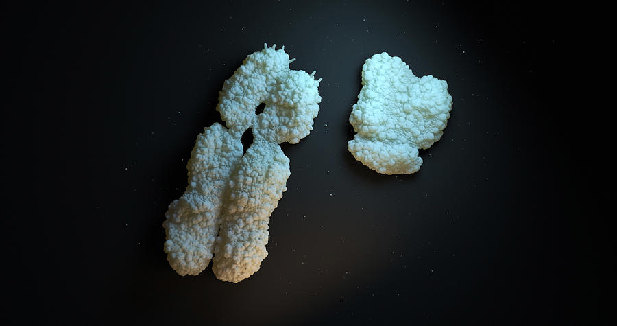 Human Chromosome Photograph by Firstsignal