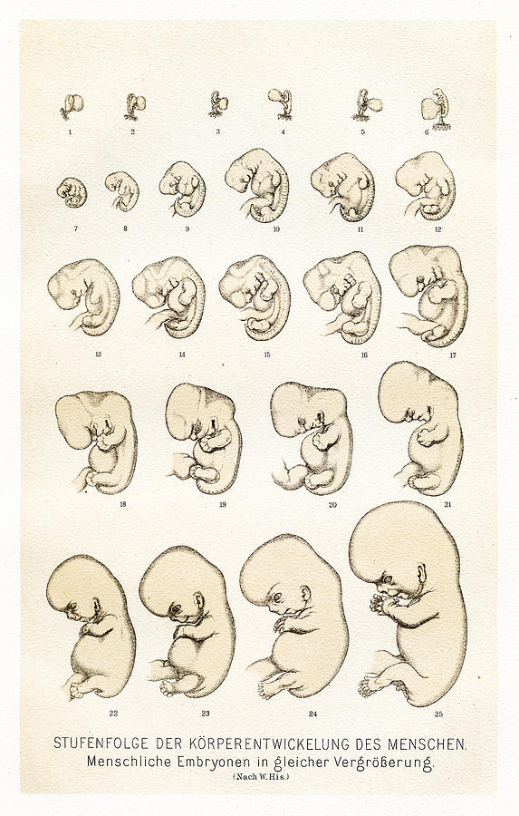 Human development anatomy engraving 1857 Drawing by Thepalmer