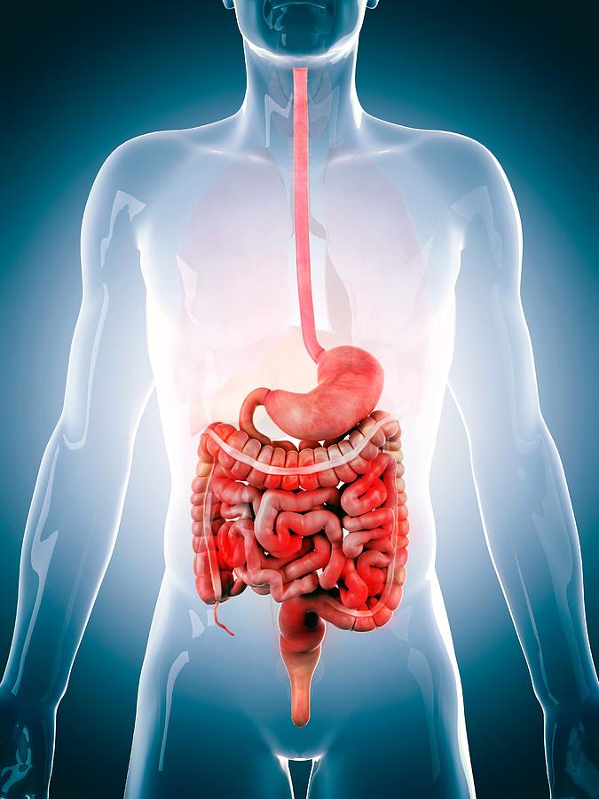 Human digestive system, illustration Drawing by Sebastian Kaulitzki/science Photo Library