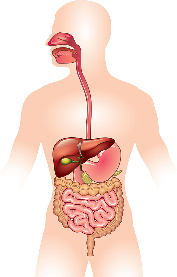 Human digestive system vector illustration Drawing by Andegro4ka