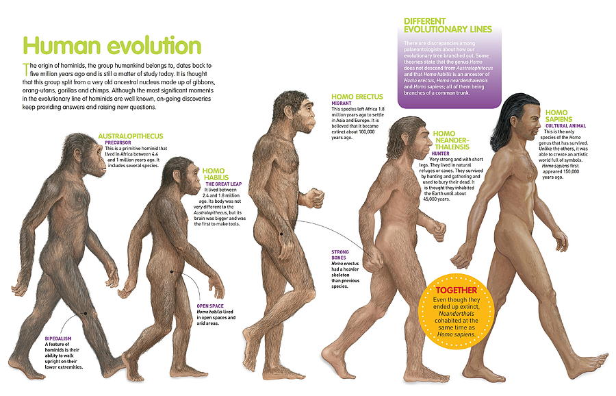 Human Evolution Digital Art by Album