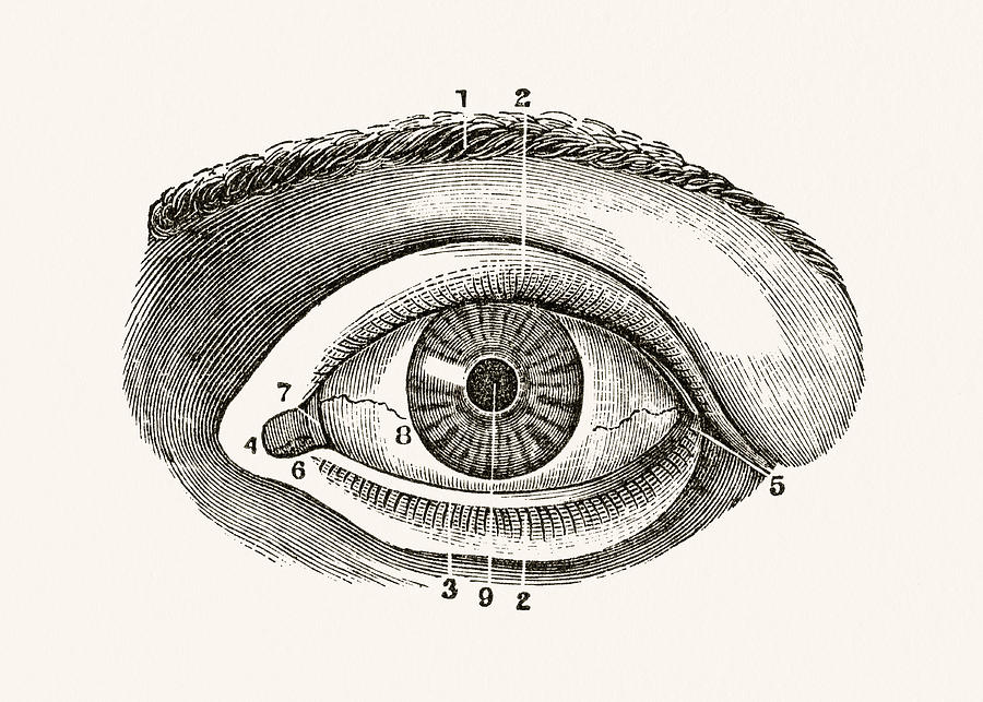 Human Eye 19 century medical illustration Drawing by Mashuk