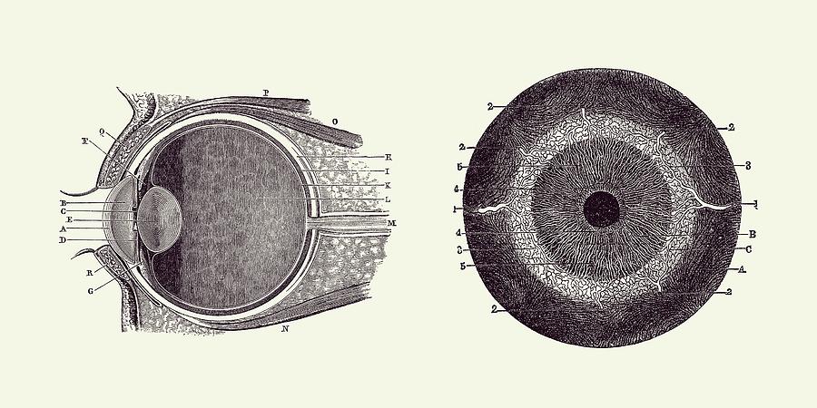 Human Eye Anatomy Diagram - Dual View - Vintage Print 2 Drawing by Vintage Anatomy Prints