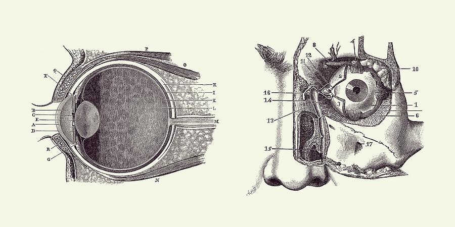 Human Eye Anatomy Print 2 Drawing by Vintage Anatomy Prints