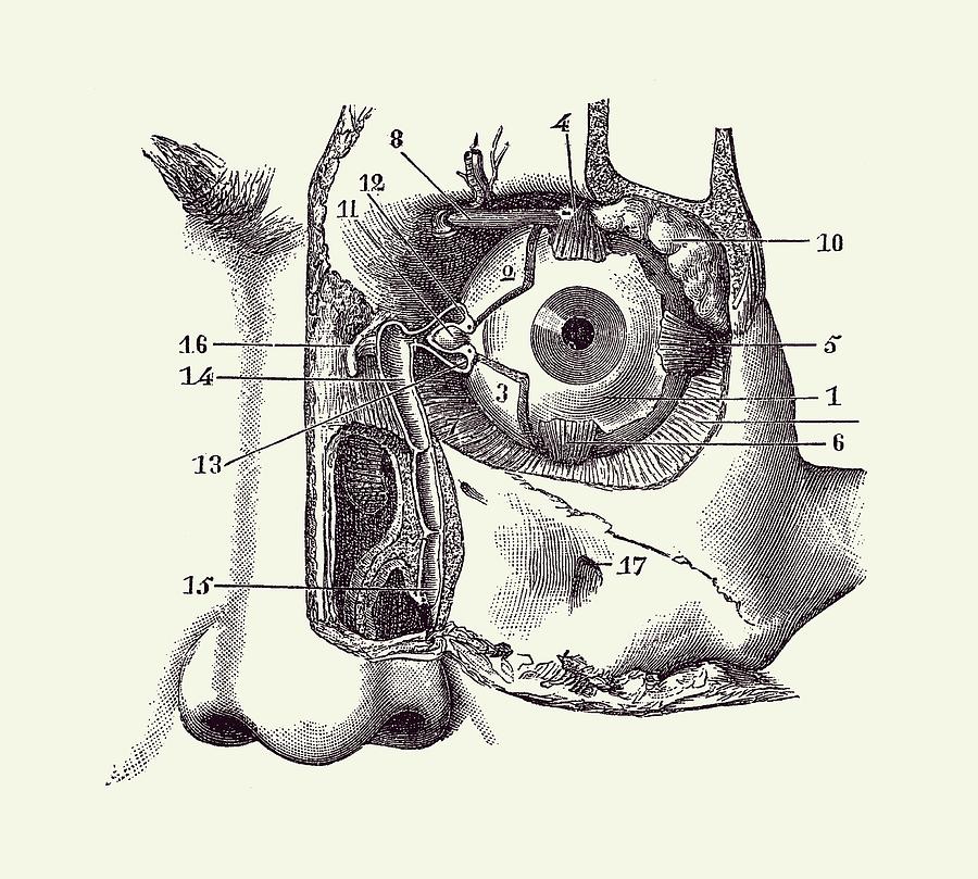Human Eye and Tear Duct Diagram - Vintage Anatomy 2 Drawing by Vintage