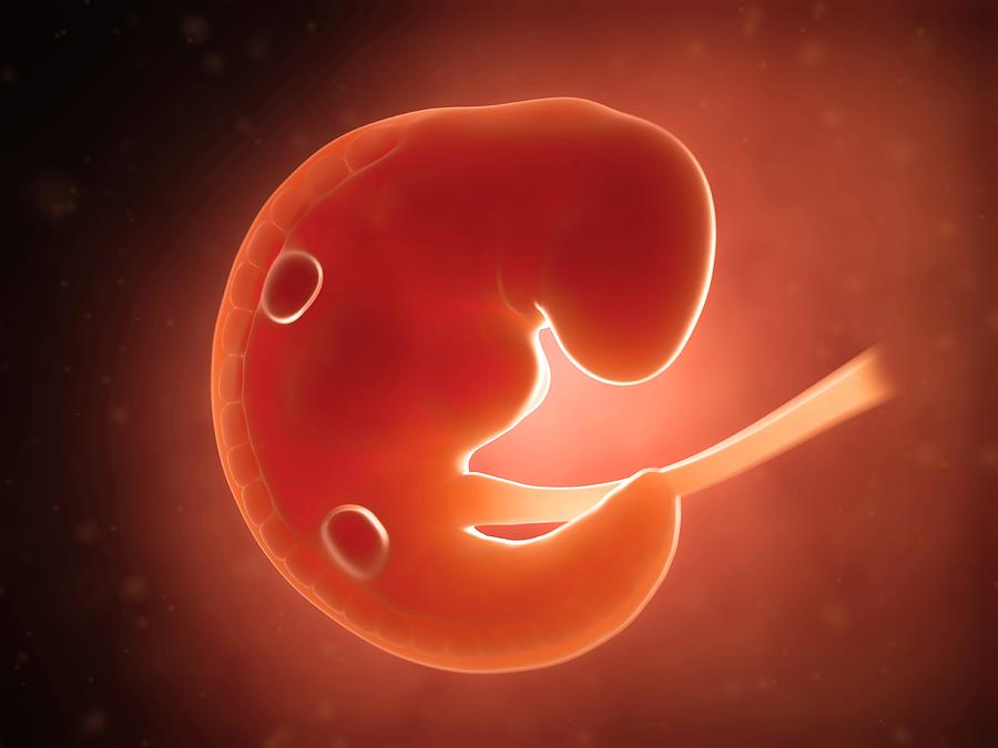 Human fetus at 1 month, illustration Drawing by Sebastian Kaulitzki