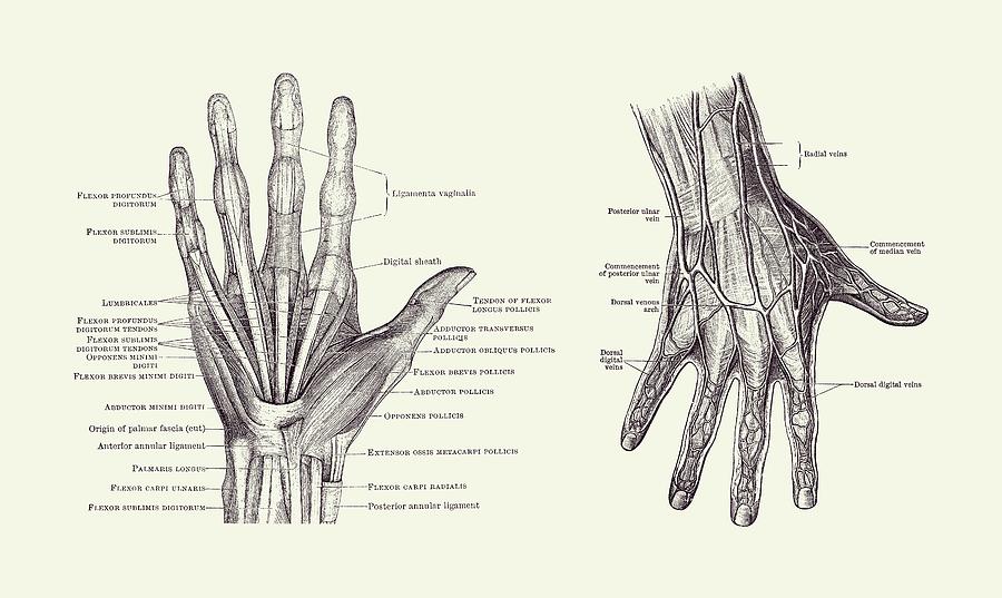 Human Hand Anatomy - Dual View - Vintage Diagram 2 Drawing by Vintage Anatomy Prints