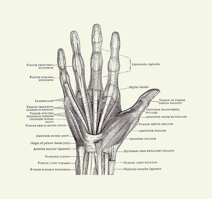 Human Hand Diagram Ligaments and Bones 2 Drawing by Vintage Anatomy