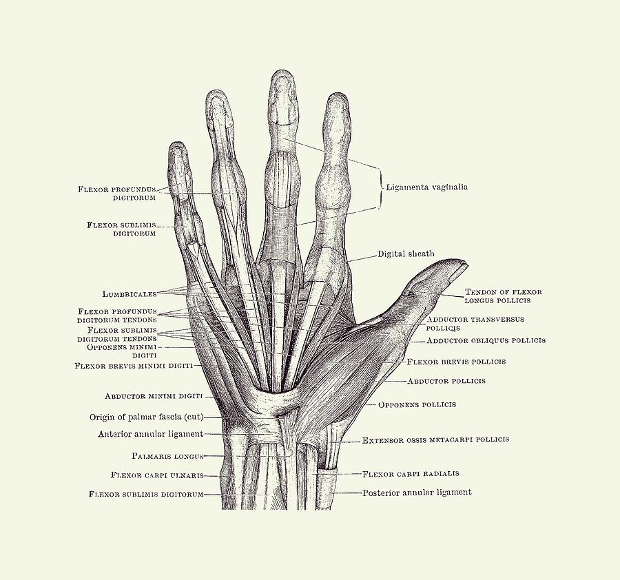 human hand drawing bones