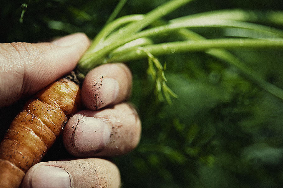 Human hand holding carrot Photograph by Kevin van der Leek Photography