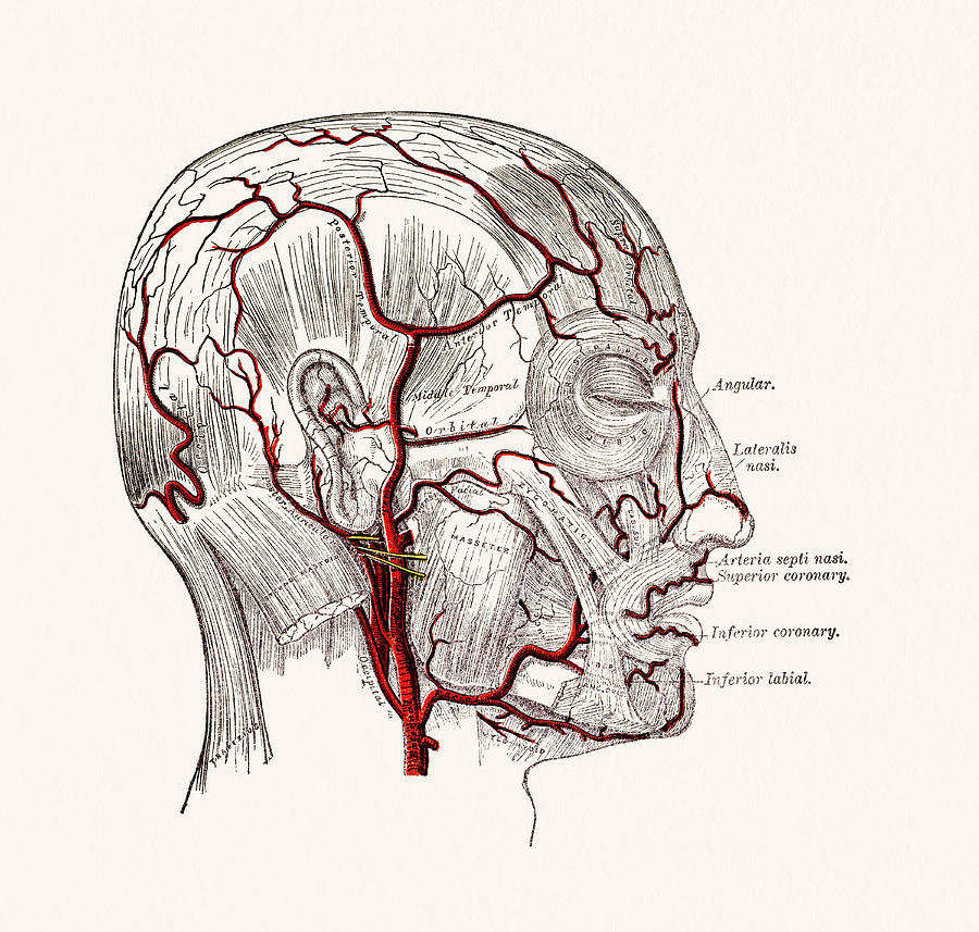 Human Head Blood Vessels Anatomy 19 century medical illustration Drawing by Mashuk