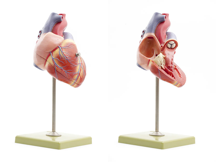 Human heart anatomical model Photograph by Luxxtek