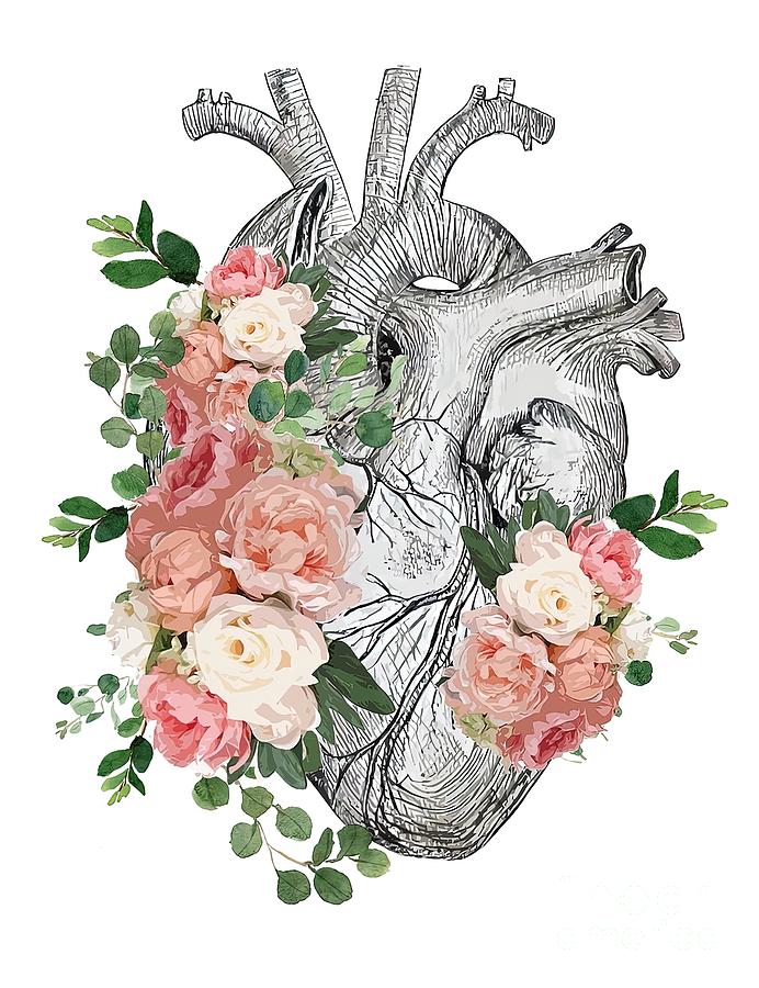 Human heart and roses anatomy illustration art Painting by Roberts ...