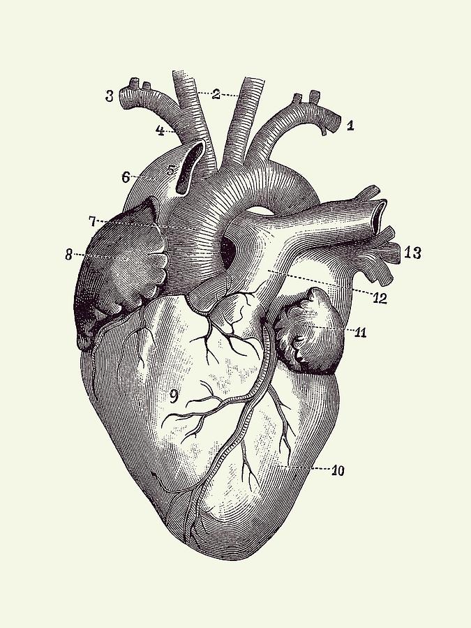 anatomical heart diagram black and white