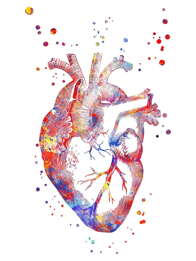 Human heart heart anatomy medical art heart Painting by Sophie Eleanor ...