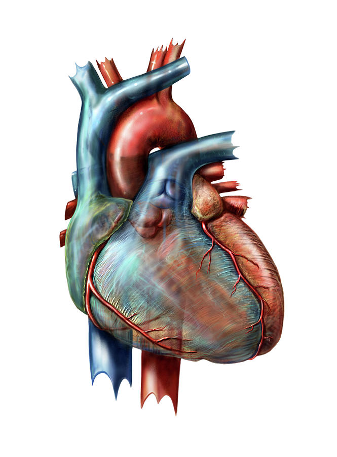 Human Heart Digital Art by Russell Kightley
