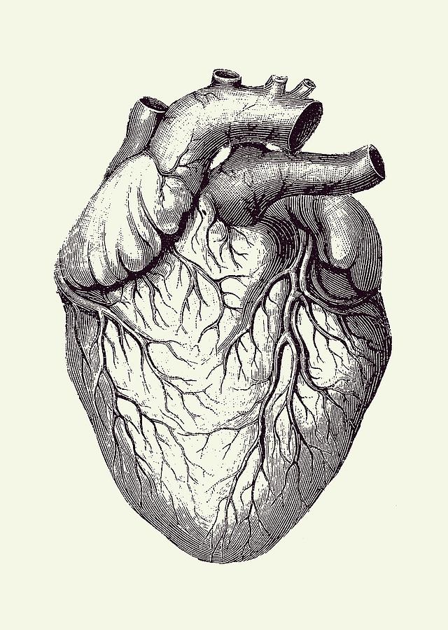 Human Heart Vintage Medical Diagram 2 Drawing by Vintage Anatomy