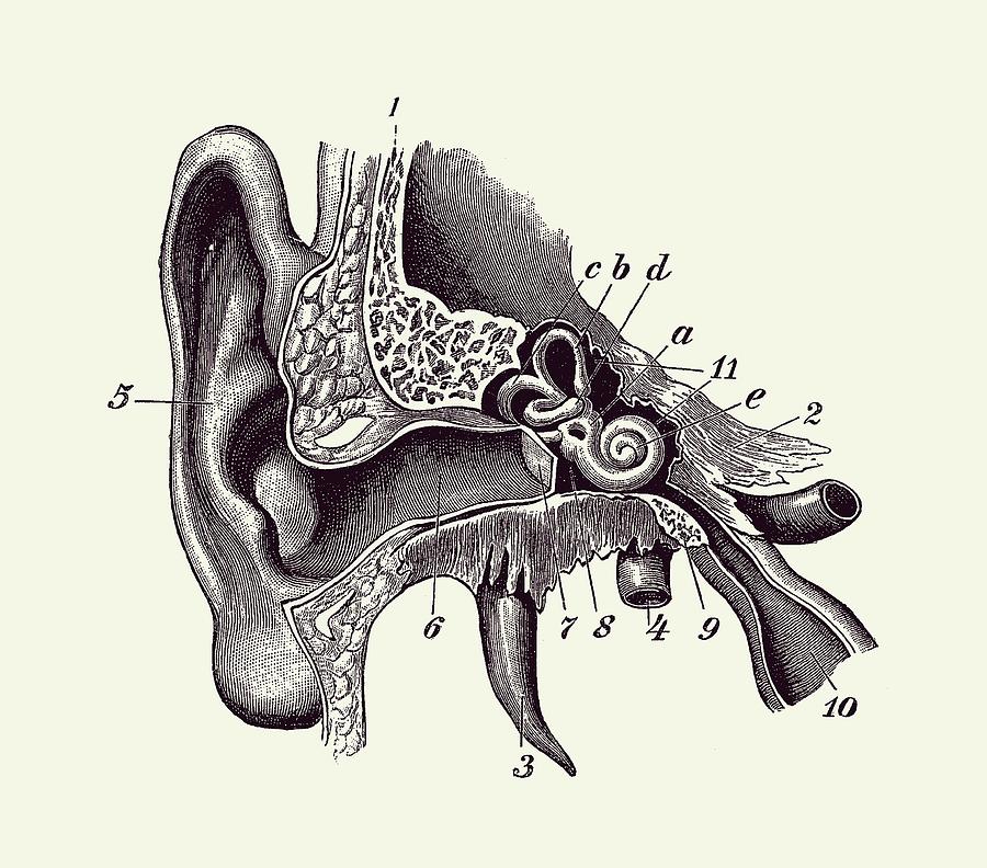 Human Inner Ear Anatomy Diagram - Vintage Print 2 Drawing by Vintage Anatomy Prints