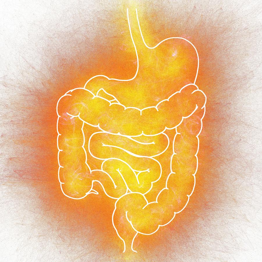 Human intestine, illustration Drawing by Mehau Kulyk/science Photo Library