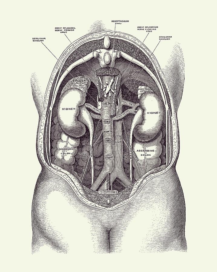 Human Kidney System - Vintage Anatomy 2 Drawing by Vintage Anatomy Prints