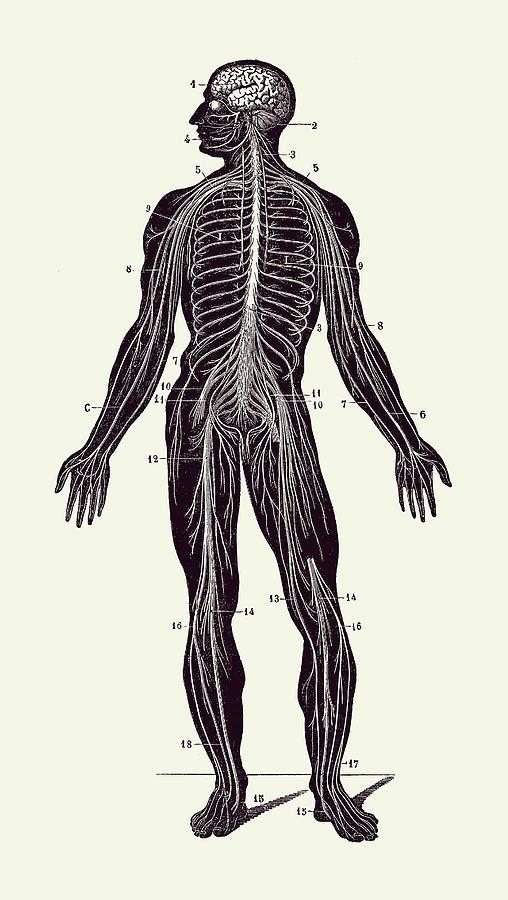 Human Lymphatic System - Vintage Anatomy Poster 2 Drawing by Vintage Anatomy Prints