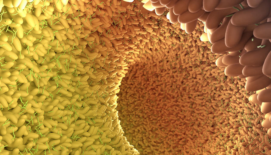Human microbiome in intestine Photograph by Luismmolina